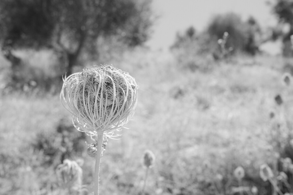 Cool seed head, on a hot, hot day. by plebster