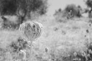 15th Aug 2024 - Cool seed head, on a hot, hot day.