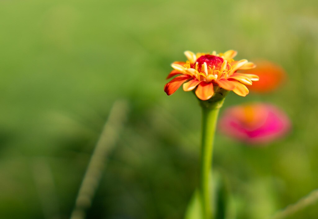 Spots of color in the grass garden by randystreat