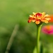 Spots of color in the grass garden by randystreat