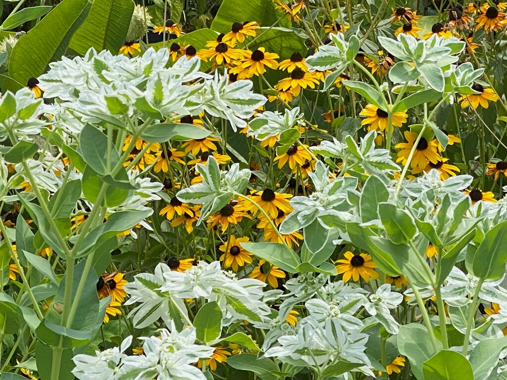 Snow-on-the-mountain and black-eyed Susans by tunia