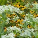 Snow-on-the-mountain and black-eyed Susans by tunia