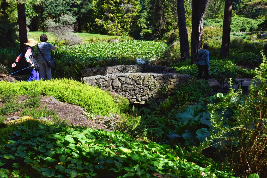 8 7 Bridge Van Dusen Botanical Gardens by sandlily