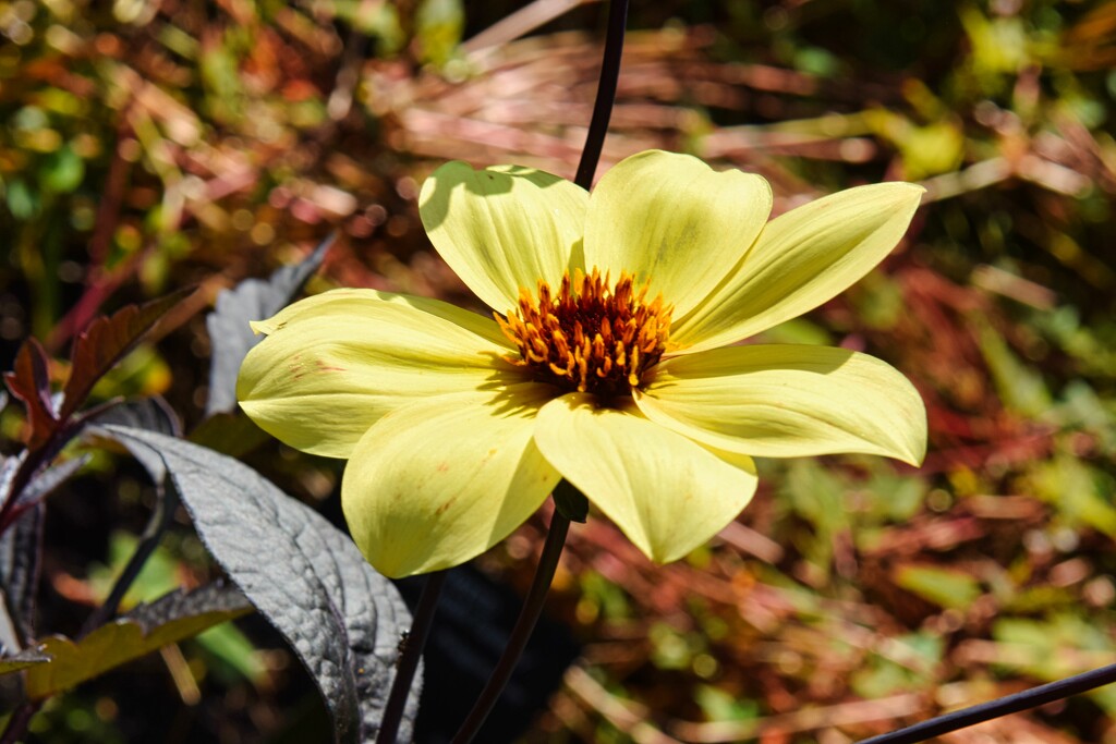 8 7 Dahlia "Happy Single Party" VanDusen Botanical Garden by sandlily