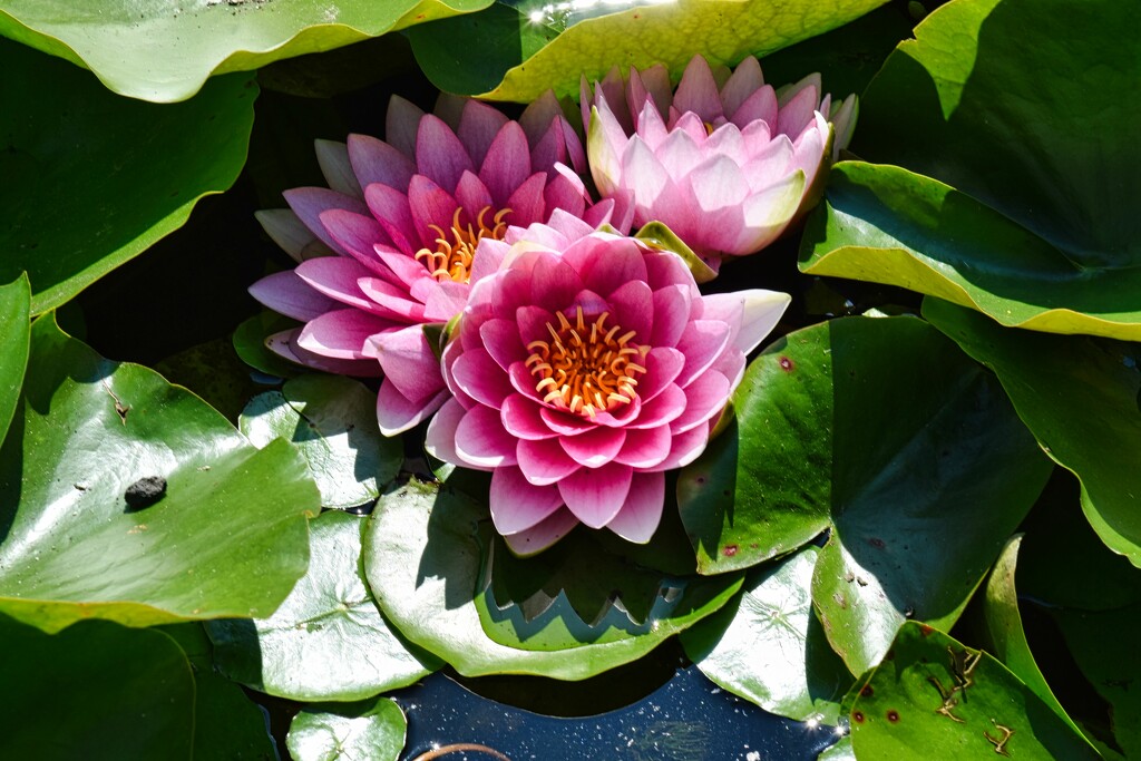 8 7 Trio Pink Water Lilies VanDusen Botanical Gardens by sandlily