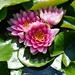 8 7 Trio Pink Water Lilies VanDusen Botanical Gardens by sandlily