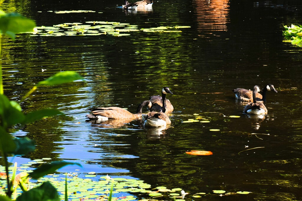 8 7 Canadian Geese VanDusen Botanical Gardens by sandlily