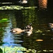 8 7 Canadian Geese VanDusen Botanical Gardens by sandlily