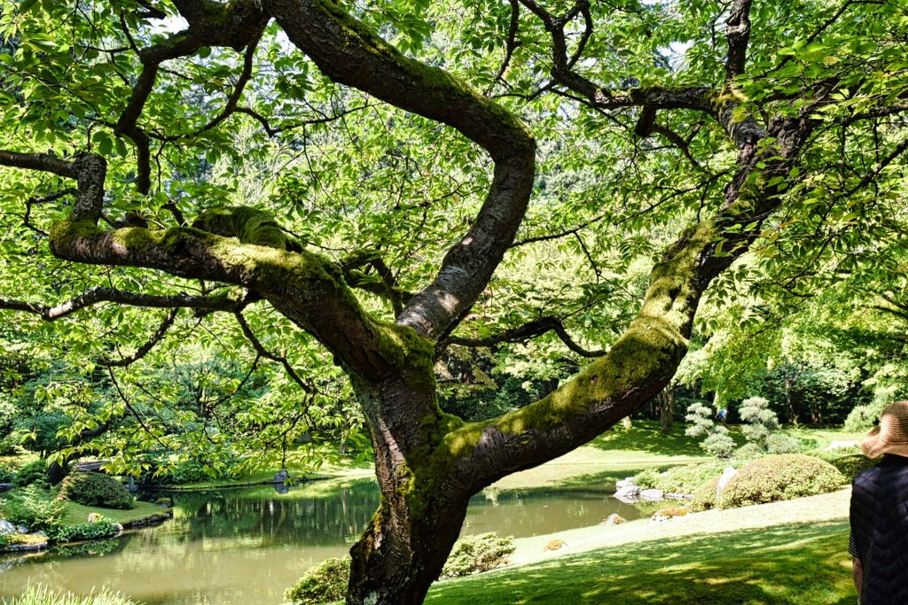 8 8 Pruned tree in Nitobe Japanese Garden UBC by sandlily