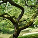 8 8 Pruned tree in Nitobe Japanese Garden UBC by sandlily