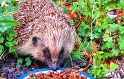 17th Aug 2024 - Hedgehog Supper