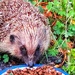 Hedgehog Supper by carole_sandford