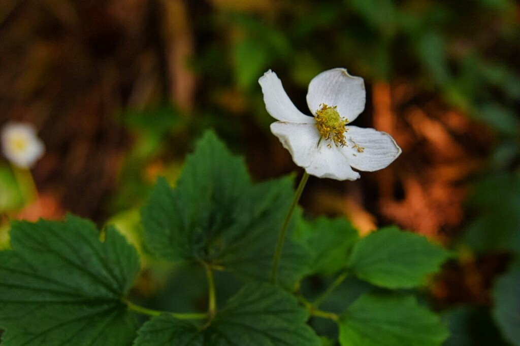 8 8 Japanese Anemone UBC Botanical Garden by sandlily