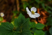 8th Aug 2024 - 8 8 Japanese Anemone UBC Botanical Garden