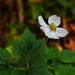 8 8 Japanese Anemone UBC Botanical Garden by sandlily