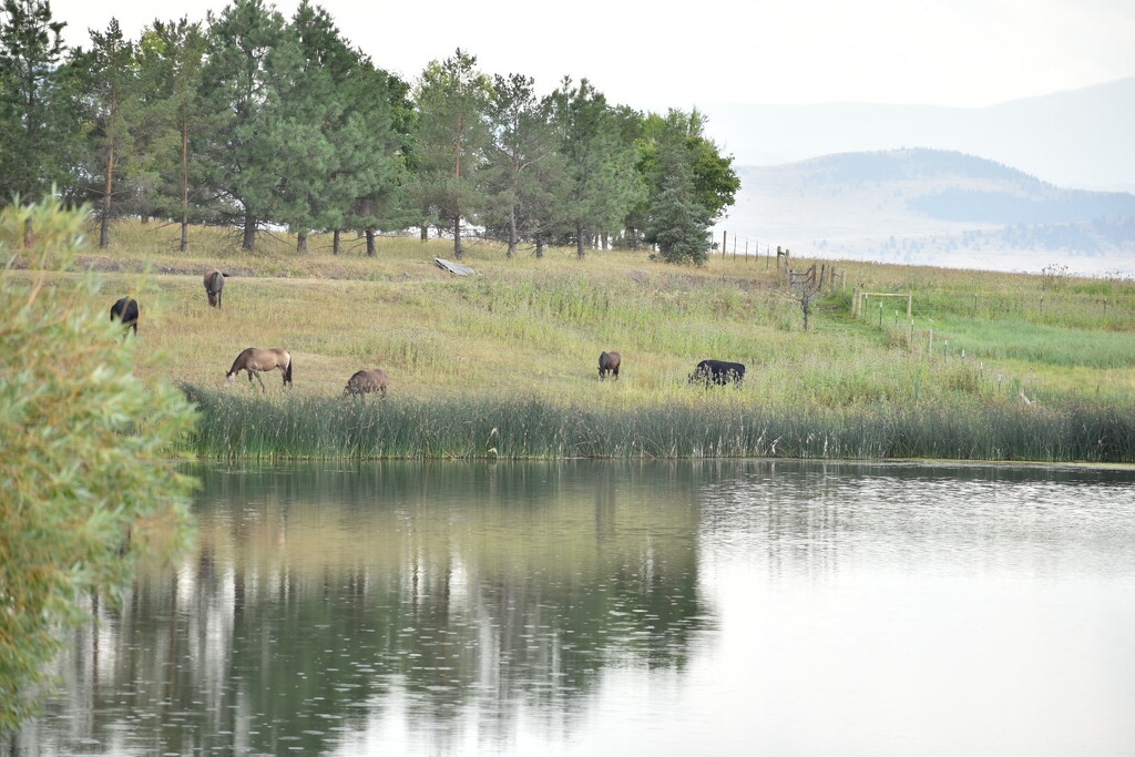 A Pastoral Scene Across A Pond... by bjywamer