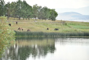 17th Aug 2024 - A Pastoral Scene Across A Pond...