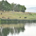 A Pastoral Scene Across A Pond... by bjywamer