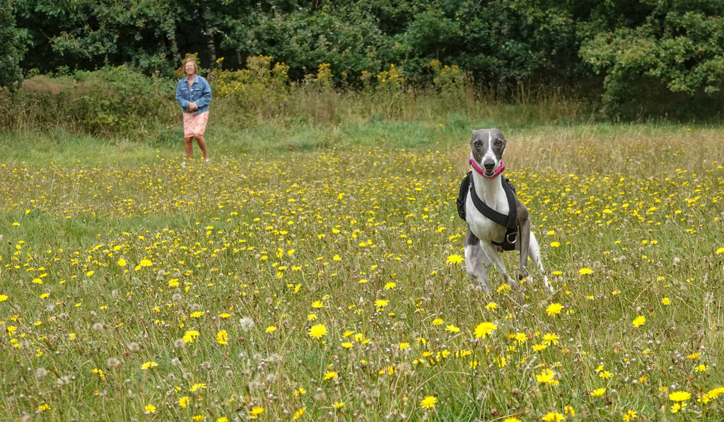 Elsie doing what Whippet's Do  by phil_howcroft