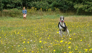 17th Aug 2024 - Elsie doing what Whippet's Do 