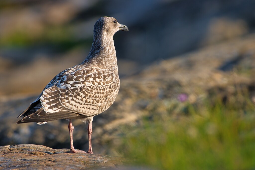 European Herring Gull by okvalle