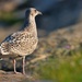 European Herring Gull by okvalle