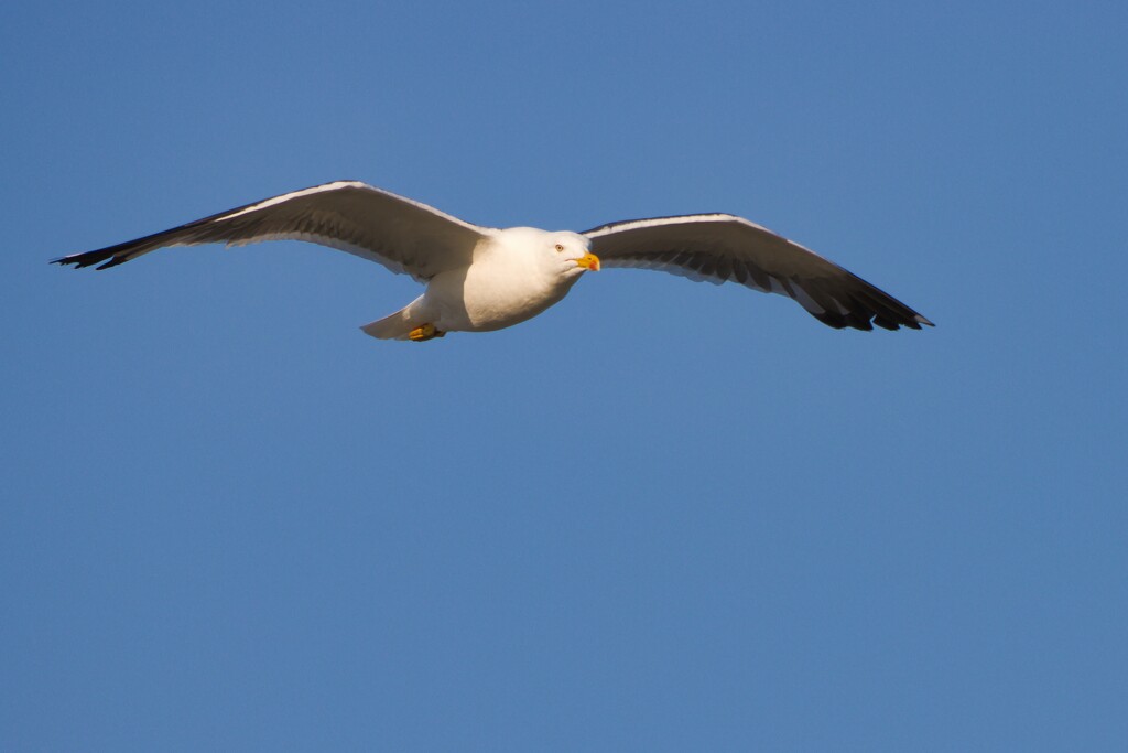 Yellow-legged gull by okvalle