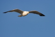 17th Aug 2024 - Yellow-legged gull