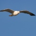 Yellow-legged gull by okvalle