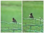 17th Aug 2024 - Ruby throated hummingbird