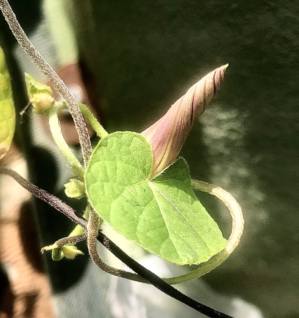 Flower bud  by sleepingexplorer