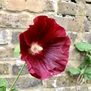 17th Aug 2024 - Hollyhock