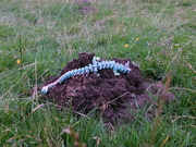 17th Aug 2024 - Lambton assesses a molehill