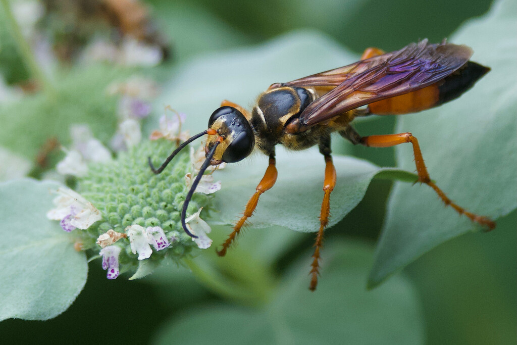 Great Golden Digger Wasp by berelaxed