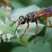 Great Golden Digger Wasp by berelaxed