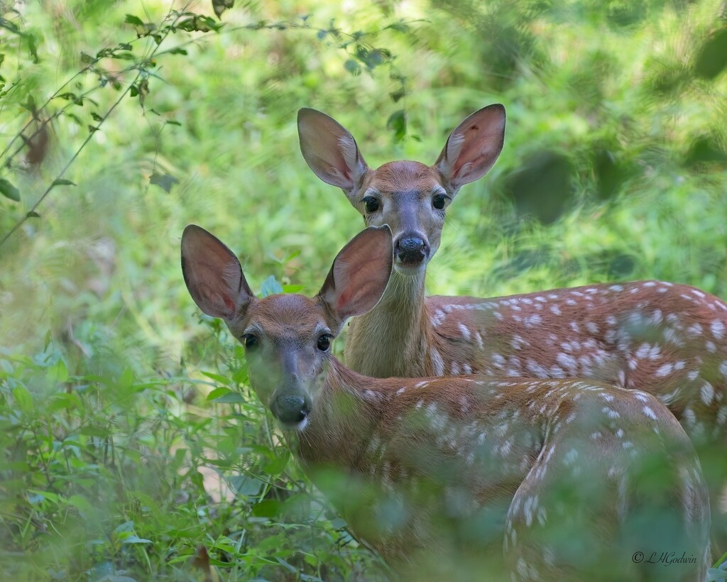 LHG_2951Twin fawns by rontu