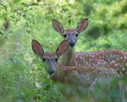 17th Aug 2024 - LHG_2951Twin fawns