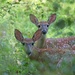 LHG_2951Twin fawns by rontu