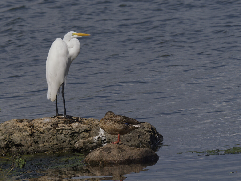 great egret by rminer