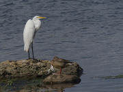 17th Aug 2024 - great egret