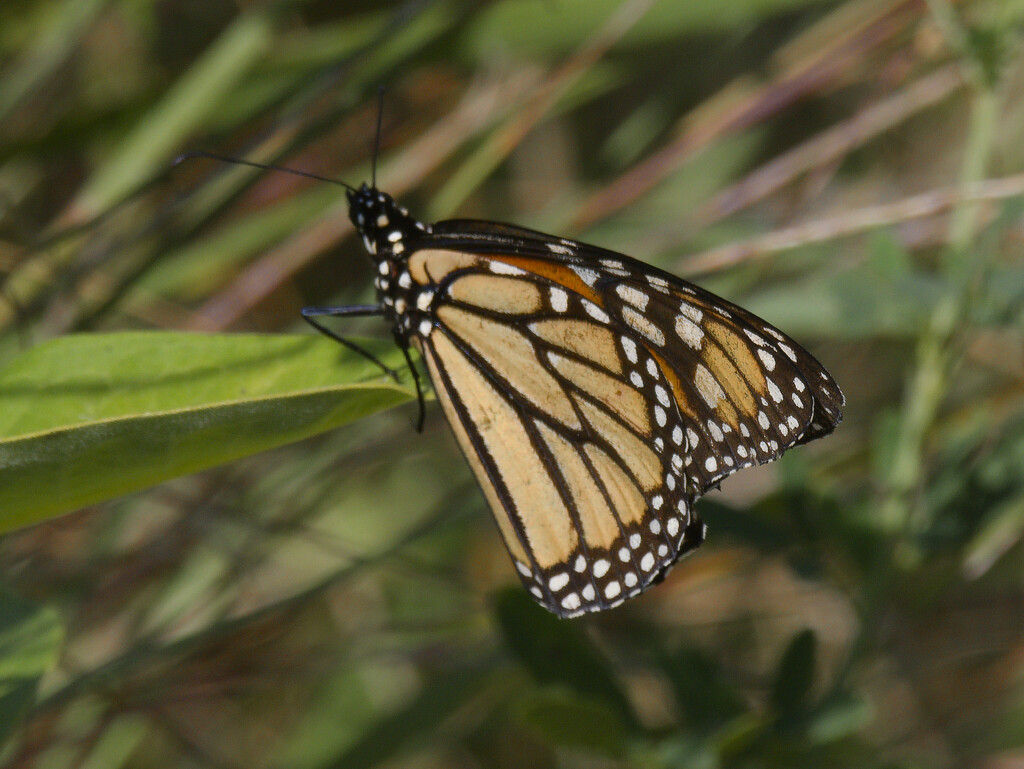 monarch butterfly by rminer