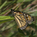 monarch butterfly by rminer