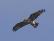 17th Aug 2024 - red-tailed hawk 