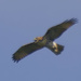 red-tailed hawk 