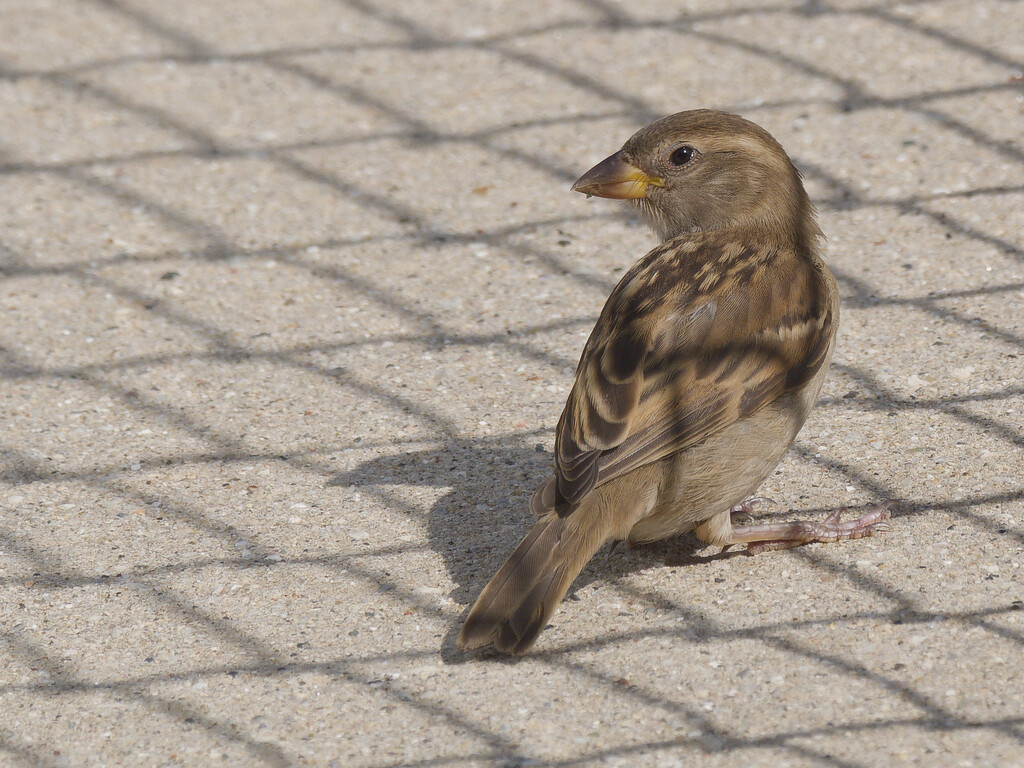 house sparrow in chain linked shadows  by rminer