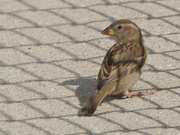 17th Aug 2024 - house sparrow in chain linked shadows 