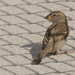 house sparrow in chain linked shadows 