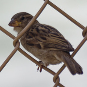 17th Aug 2024 - house sparrow 