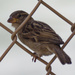 house sparrow 