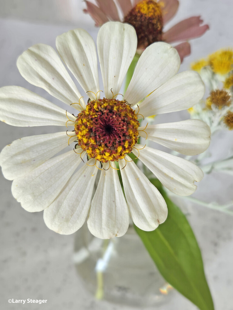 White zinnia by larrysphotos